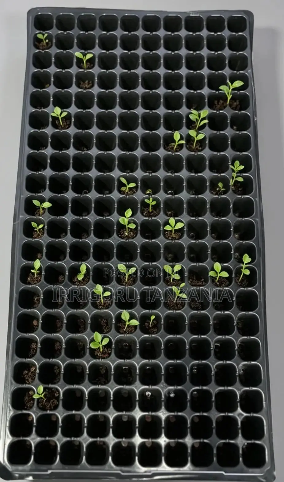 Planting Trays
