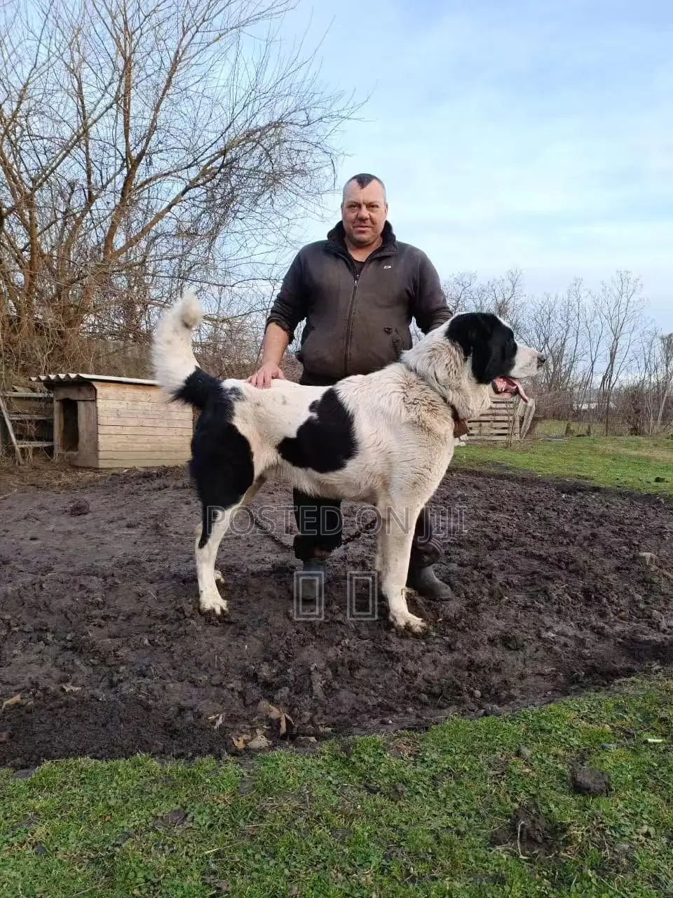 0-1 month Male Purebred Alabai
