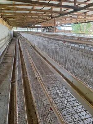Cage Used 21pcs Bado Mpya