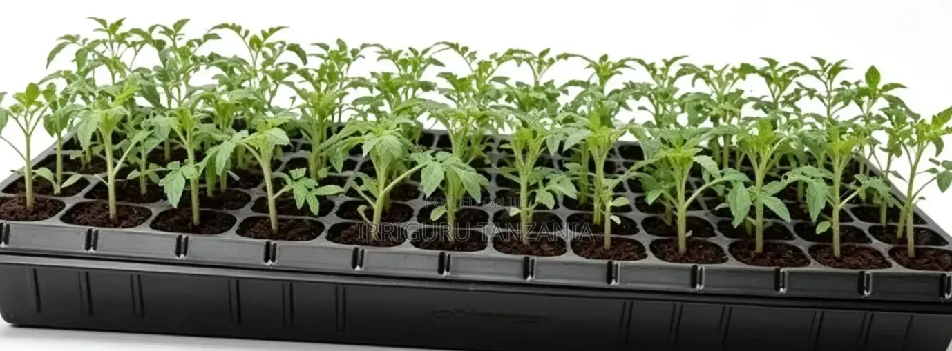 Seed Trays For Irrigation