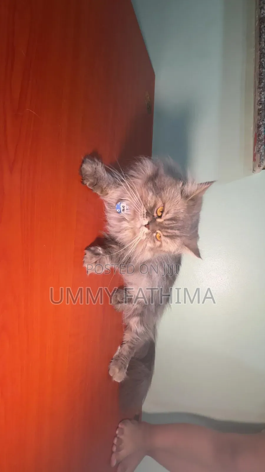 1+ year Male Purebred Persian