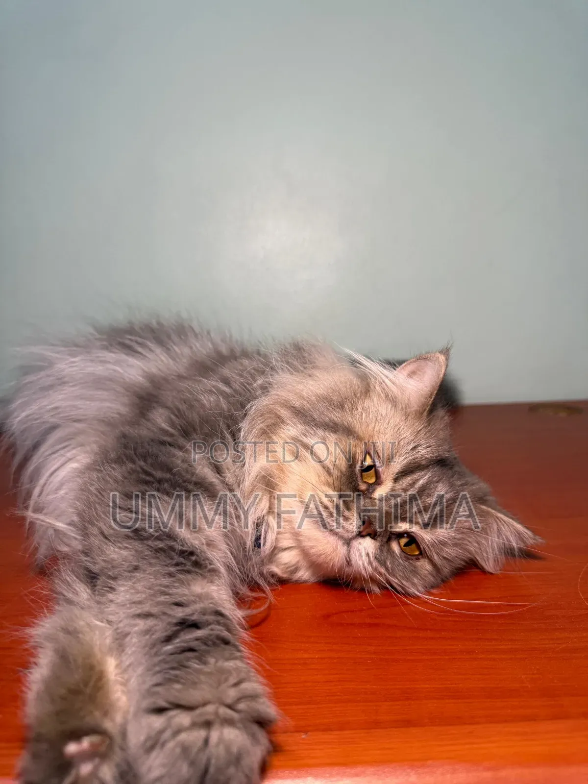 1+ year Male Purebred Persian