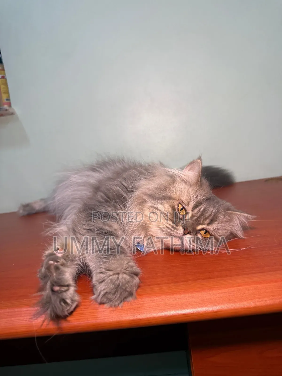 1+ year Male Purebred Persian