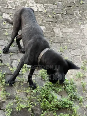 1+ year Male Mixed Breed German Shepherd