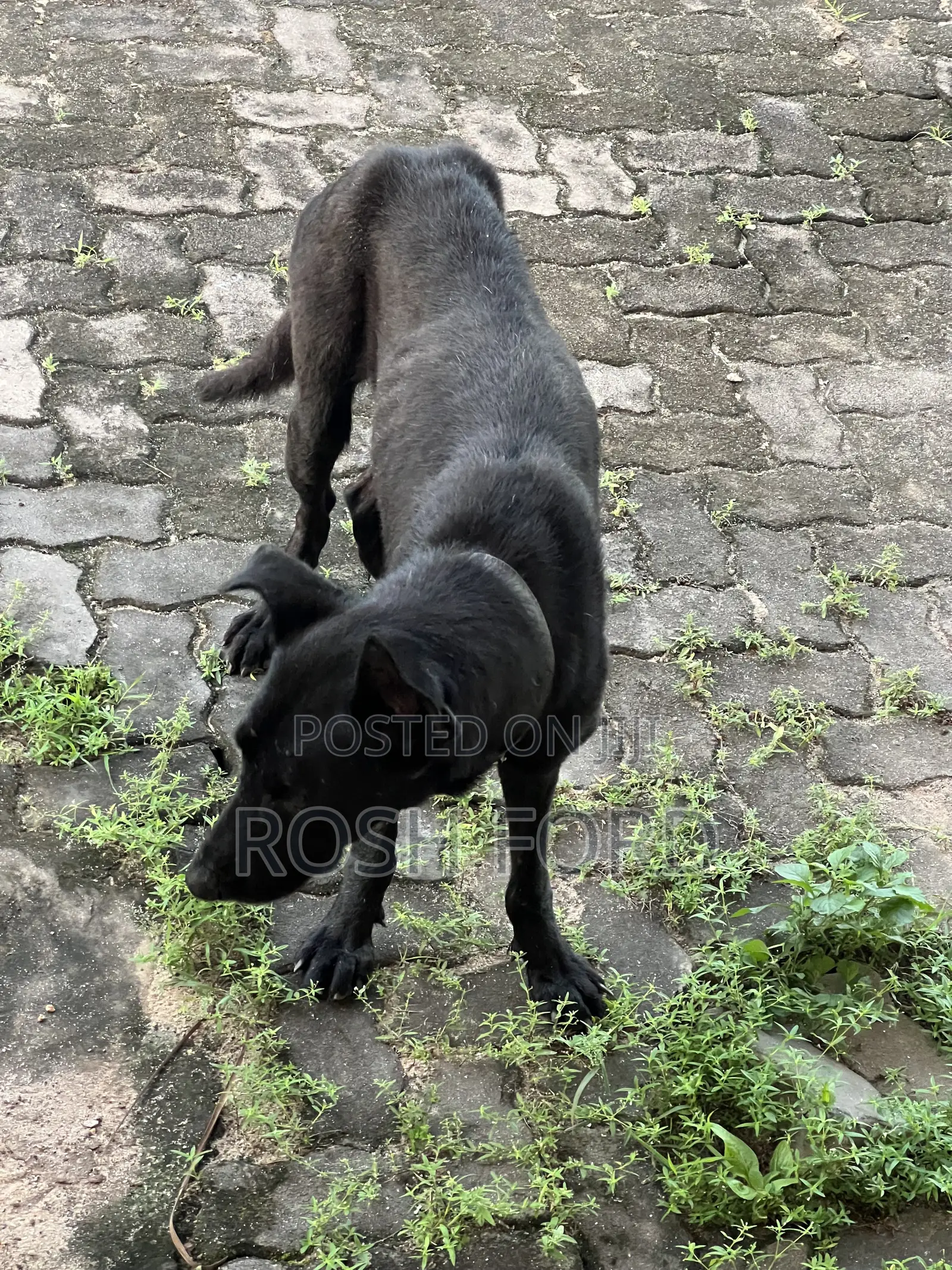 1+ year Male Mixed Breed German Shepherd