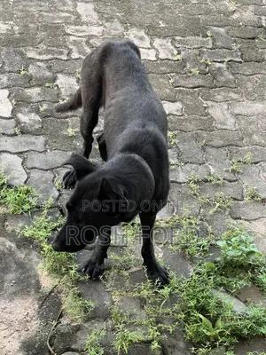 1+ year Male Mixed Breed German Shepherd