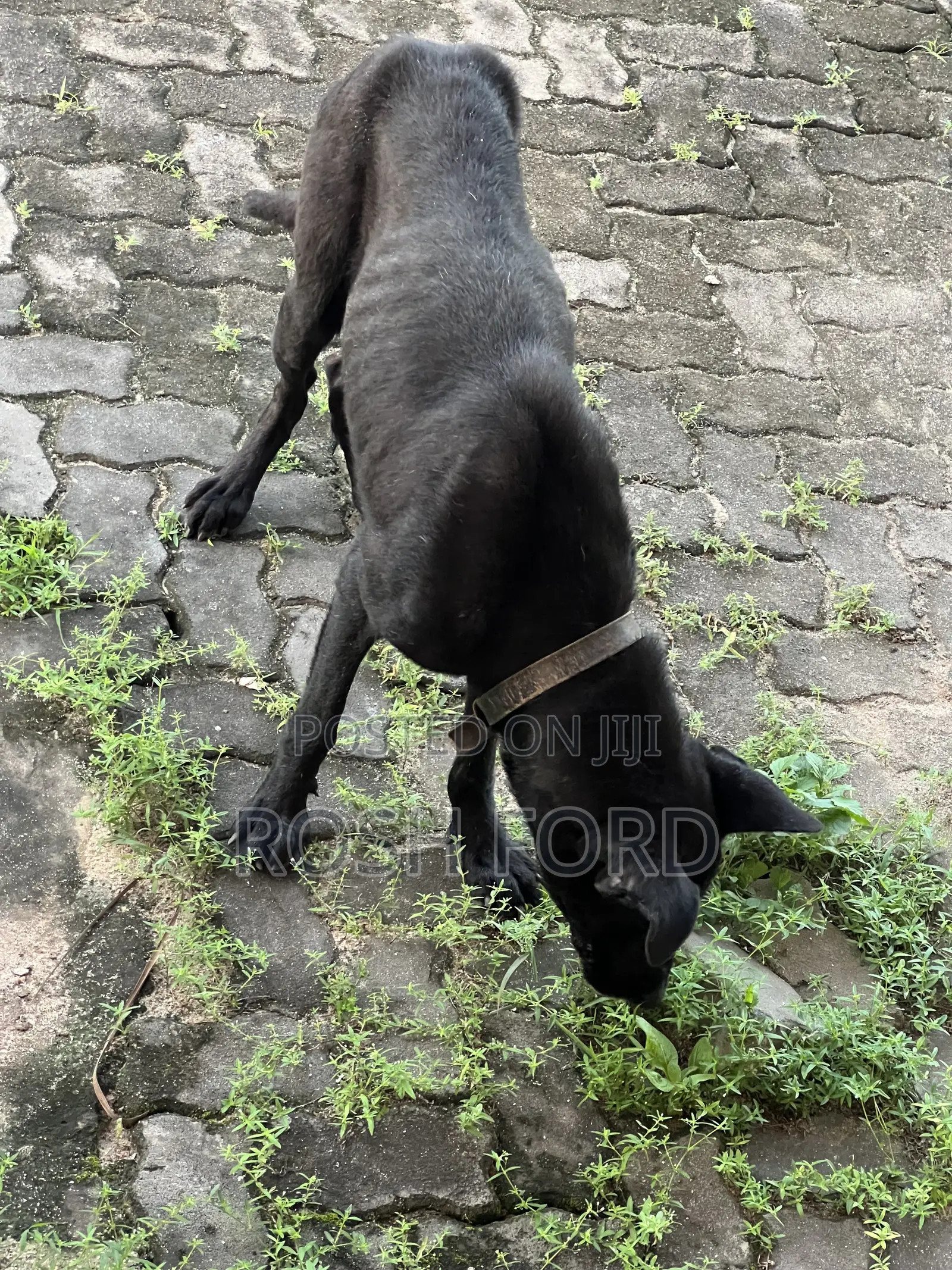 1+ year Male Mixed Breed German Shepherd