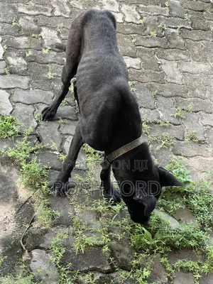 1+ year Male Mixed Breed German Shepherd