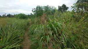Kiwanja Cha 30x25 Kinauzwa Kiwangwa Bagamoyo Pwani