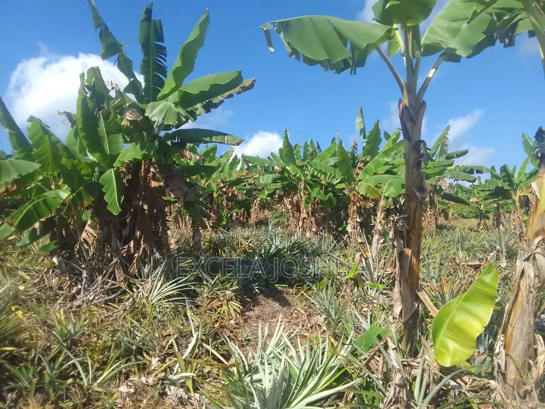 Shamba Linauzwa Kiwangwa Bagamoyo