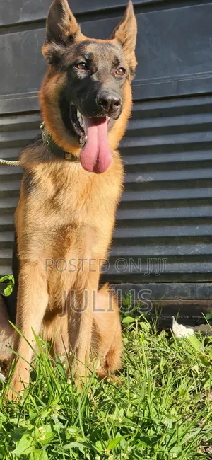 6-12 months Female Purebred German Shepherd