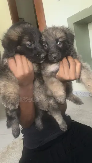 1-3 months Female Mixed Breed German Shepherd