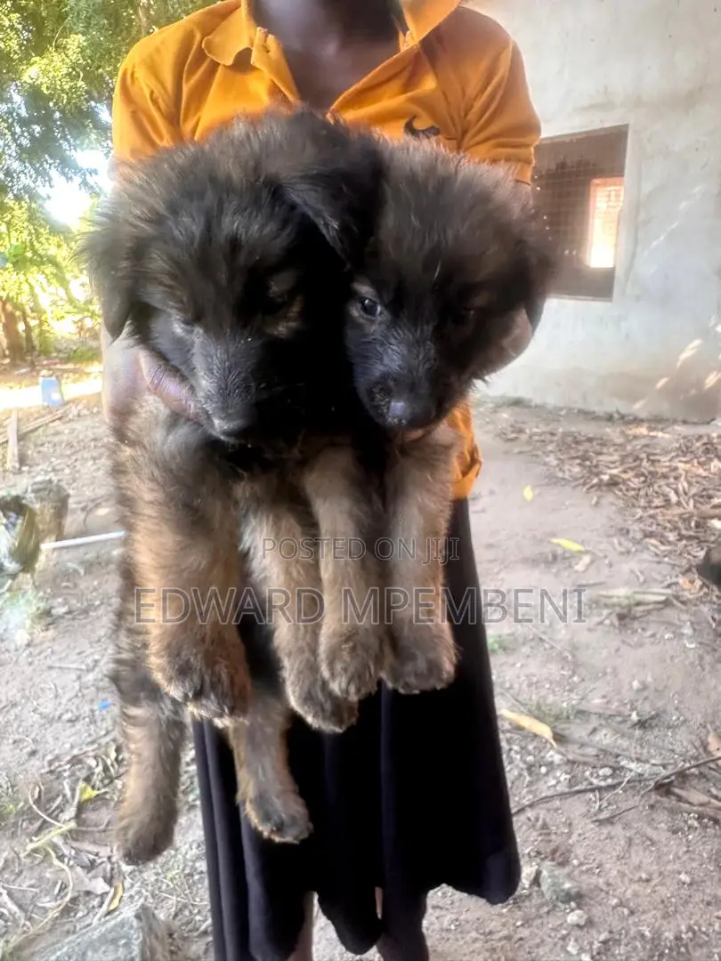 1-3 months Female Mixed Breed German Shepherd