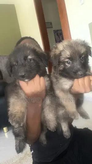 1-3 months Female Mixed Breed German Shepherd