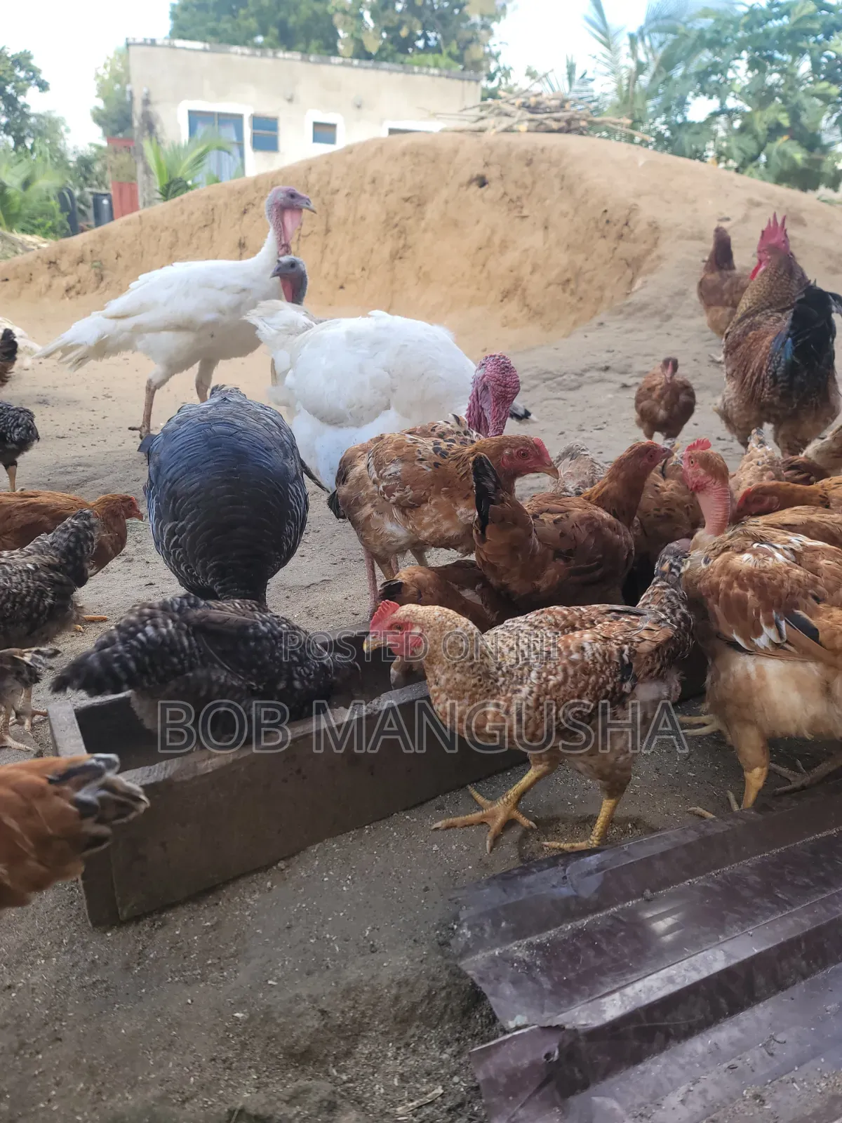 Chicken Kienyeji