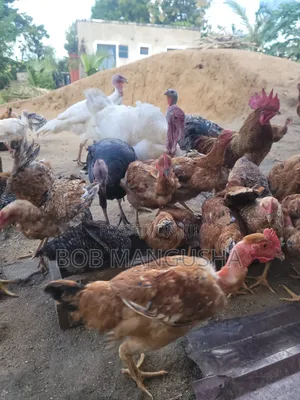 Chicken Kienyeji