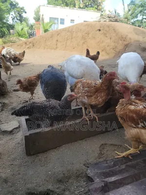 Chicken Kienyeji