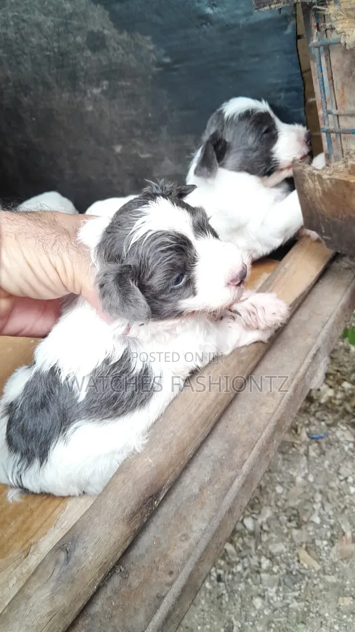 1-3 months Male Purebred Maltese