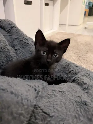 1-3 months Male Purebred Bombay