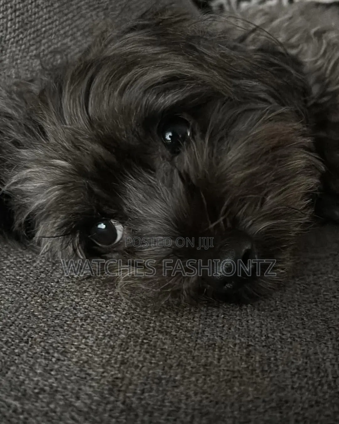 1-3 months Male Purebred Maltipoo