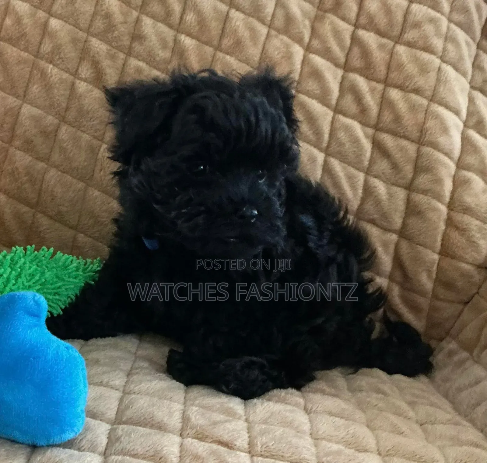 1-3 months Male Purebred Maltipoo