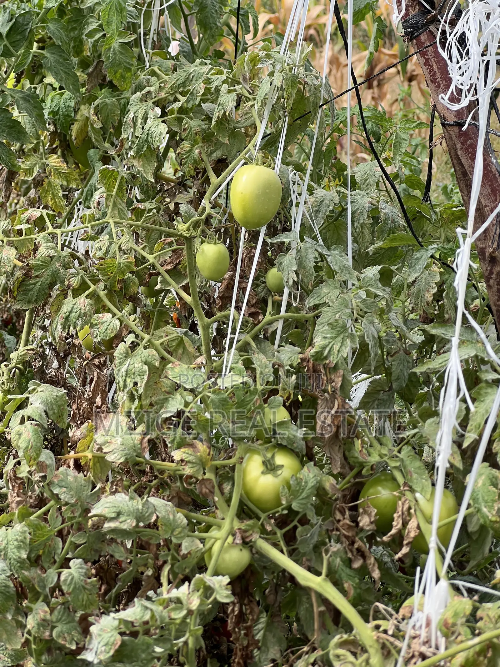 Shamba La Ekari 58 Lenye Mto Sanya Linauzwa Boma Ng'ombe Kwa Wasomali