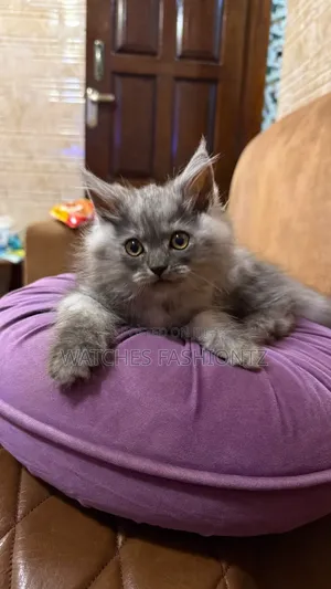 1-3 Months Male Purebred Persian