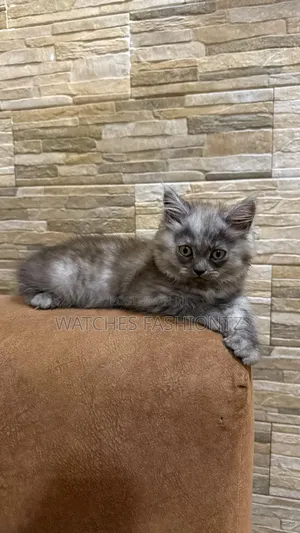 1-3 months Male Purebred Persian