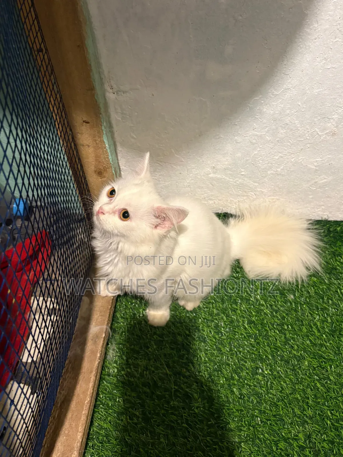 1-3 months Male Purebred Persian