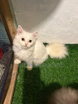 1-3 months Male Purebred Persian