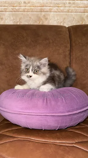 1-3 Months Female Purebred Persian