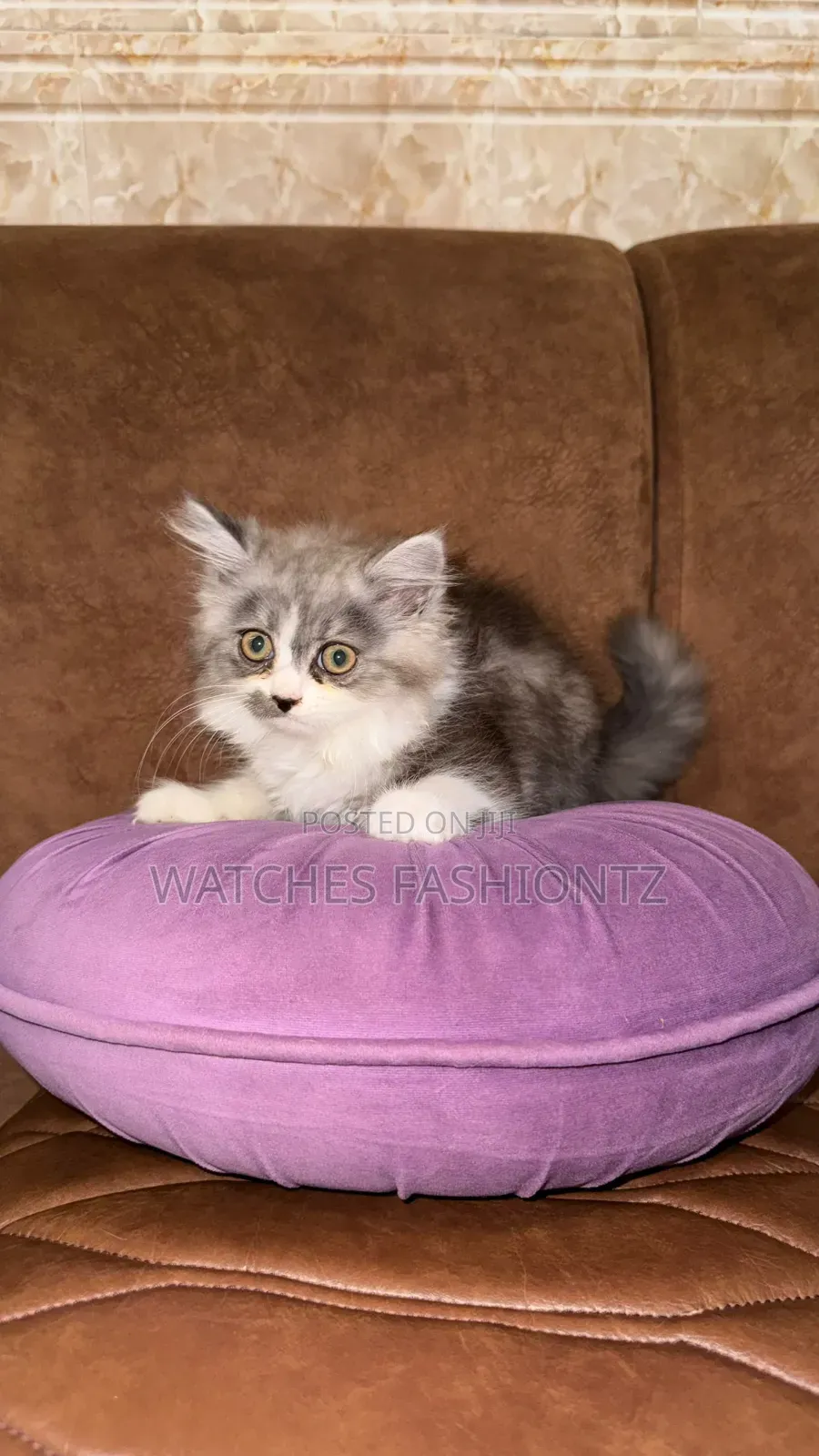 1-3 months Male Purebred Persian