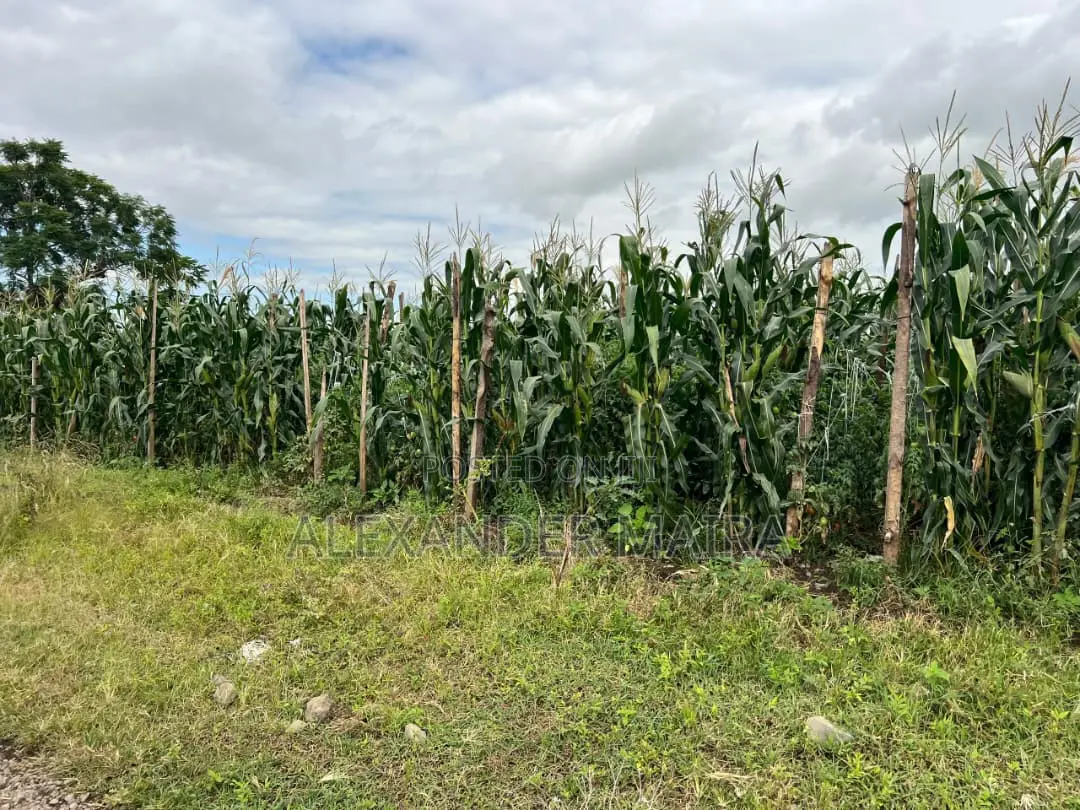58-Acre of Farmland Is Available for Sale
