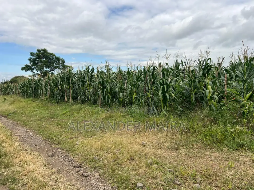 58-Acre of Farmland Is Available for Sale