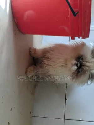 3-6 months Female Purebred Persian