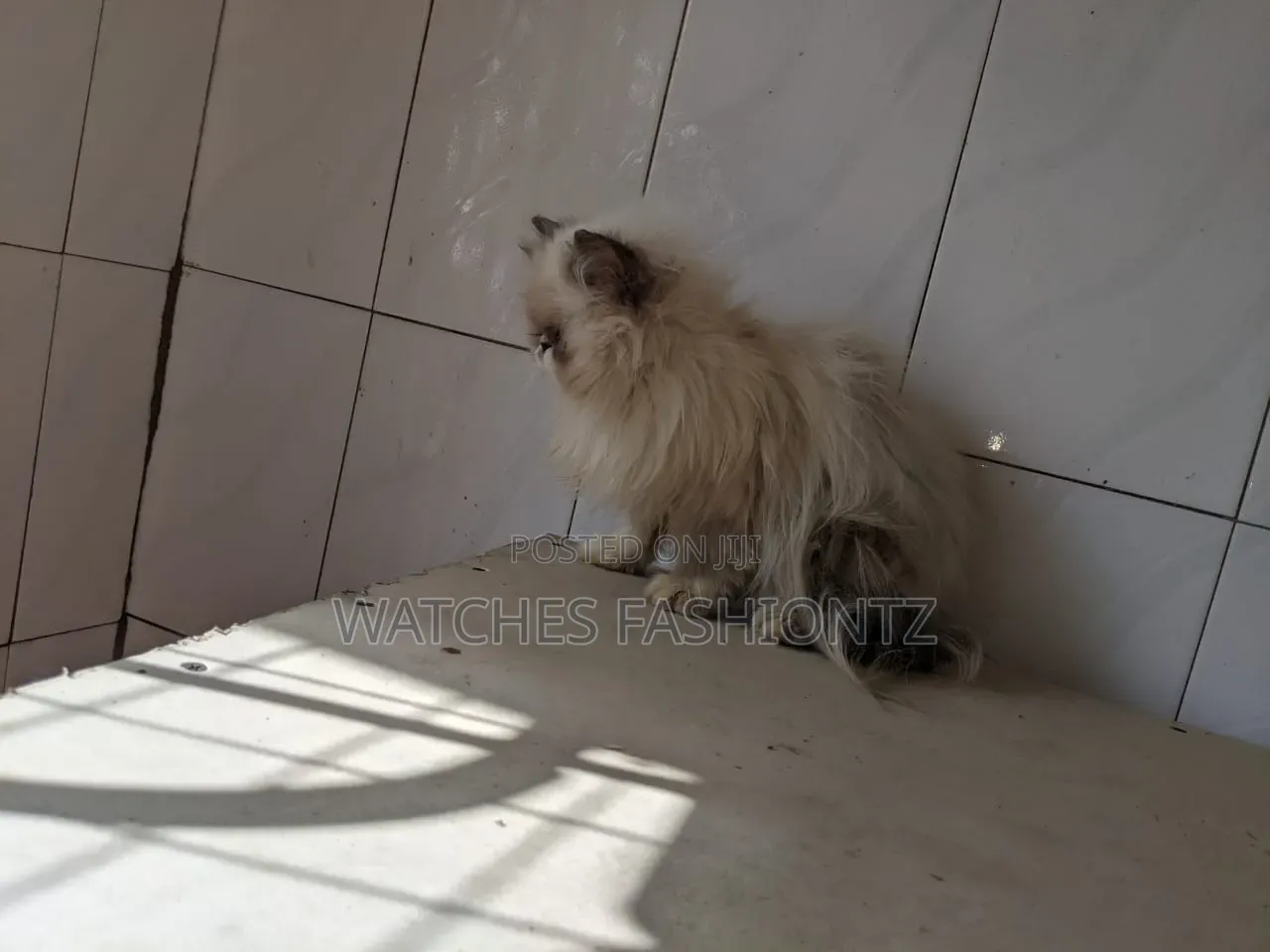 3-6 months Female Purebred Persian