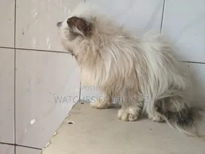 3-6 months Female Purebred Persian