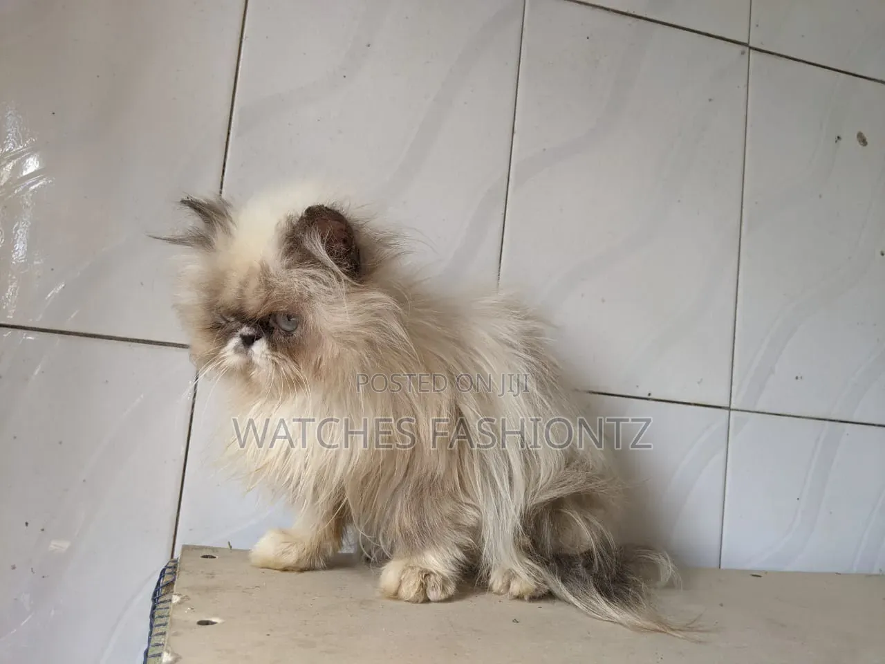 3-6 months Female Purebred Persian