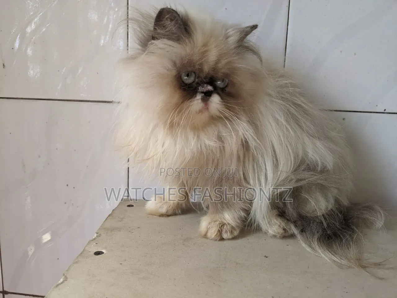 3-6 months Female Purebred Persian