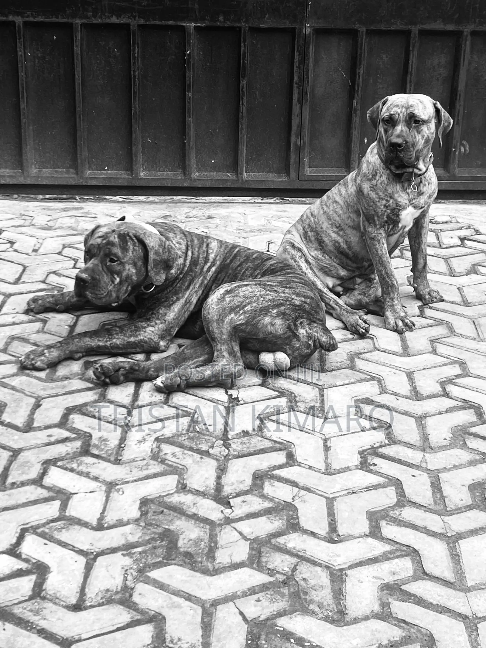 1+ year Male Purebred Boerboel
