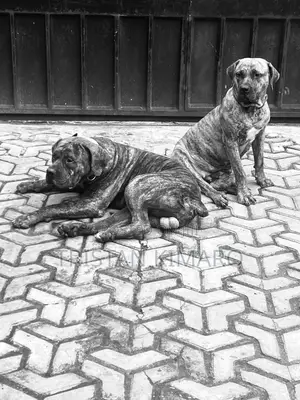 1+ year Male Purebred Boerboel