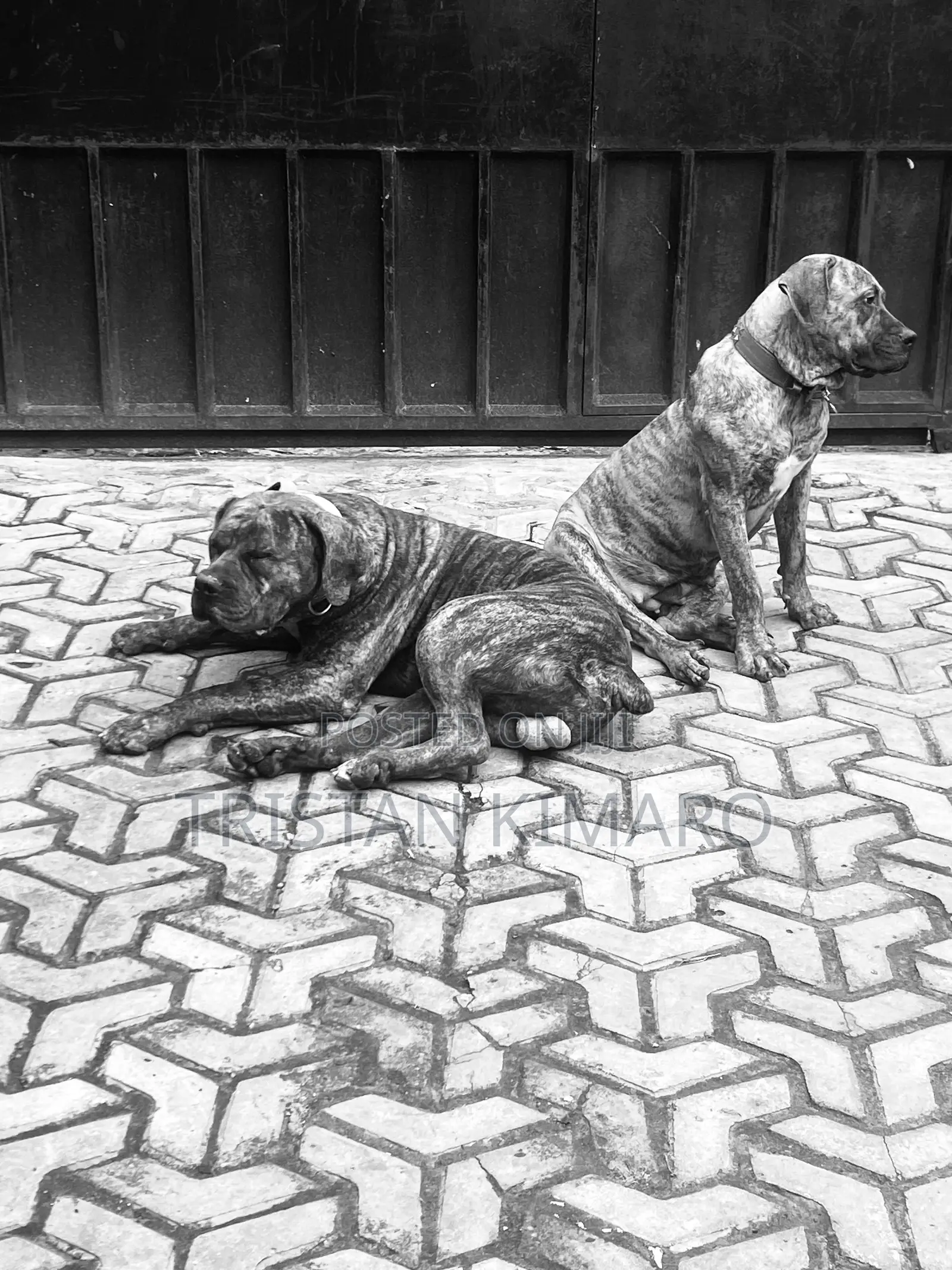 1+ year Male Purebred Boerboel