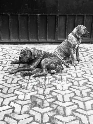 1+ year Male Purebred Boerboel