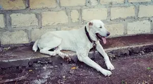 1+ year Male Purebred Alabai
