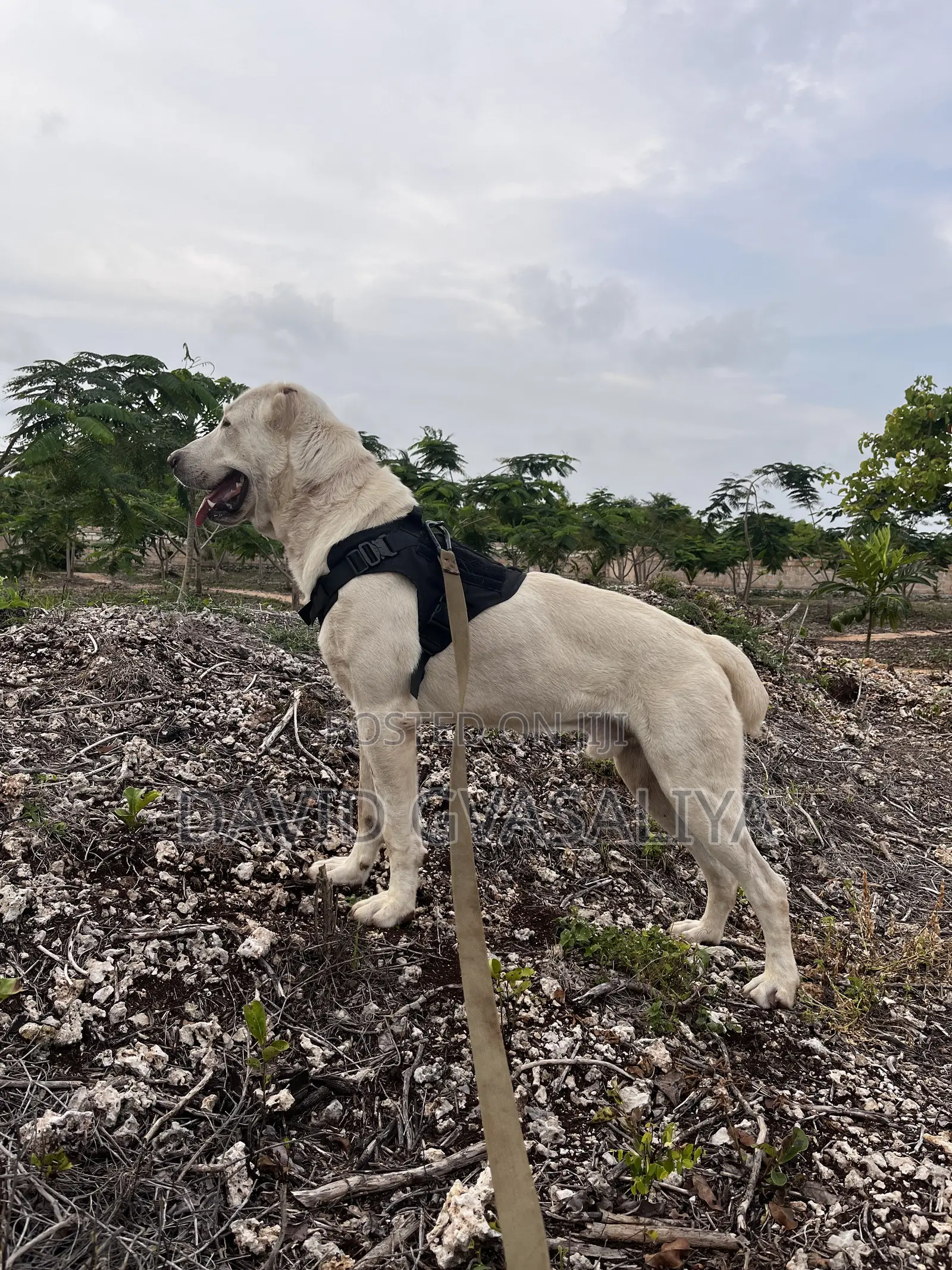1+ year Male Purebred Alabai