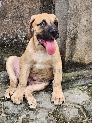 1-3 months Male Purebred Boerboel