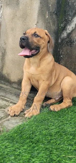 1-3 months Male Purebred Boerboel