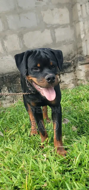 3-6 months Male Purebred Rottweiler