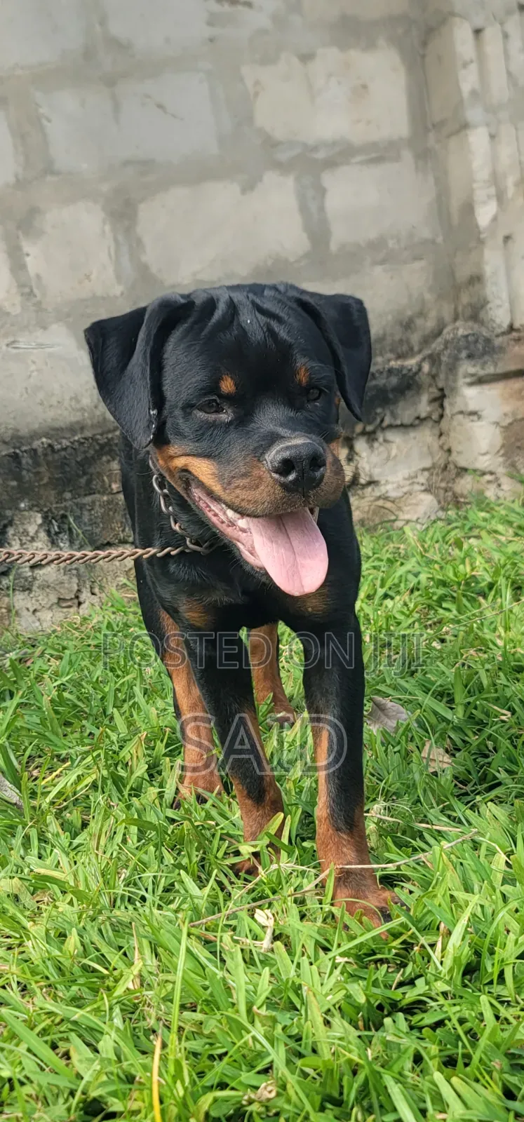 3-6 months Male Purebred Rottweiler
