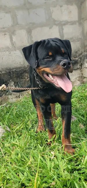 3-6 months Male Purebred Rottweiler